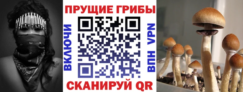 Купить  Остров  Псилоцибиновые грибы GOLDEN TEACHER 